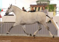 W CIBELES VIDA, DE Y. SAN NICOLAS, ORO EN YEGUAS DE 4 A Y CAMPEONA DEL CONCURSO